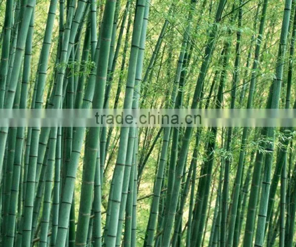 Bamboo Poles photo-6