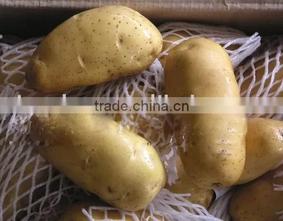Potato