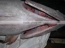 Yellowfin Tuna photo-3