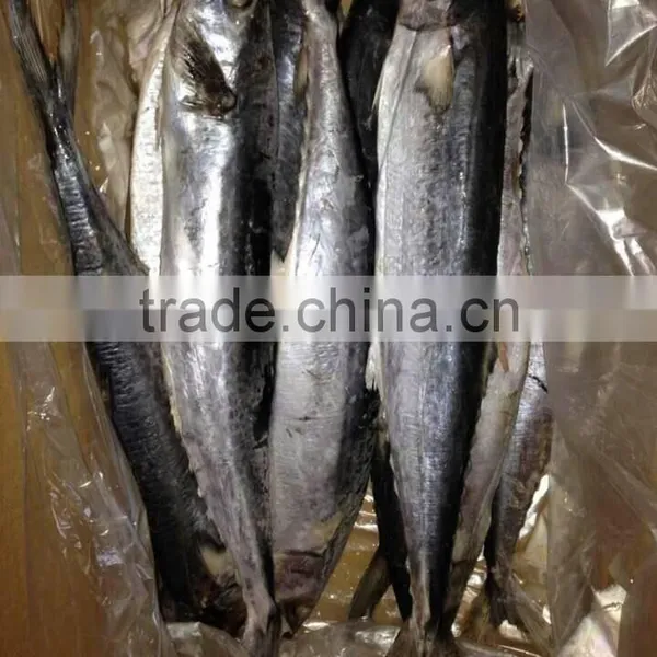 Frozen Spanish Mackerel photo-4