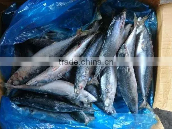 BQF New Catch Size 400/600 g Sea Frozen Pacific Mackerel photo-5