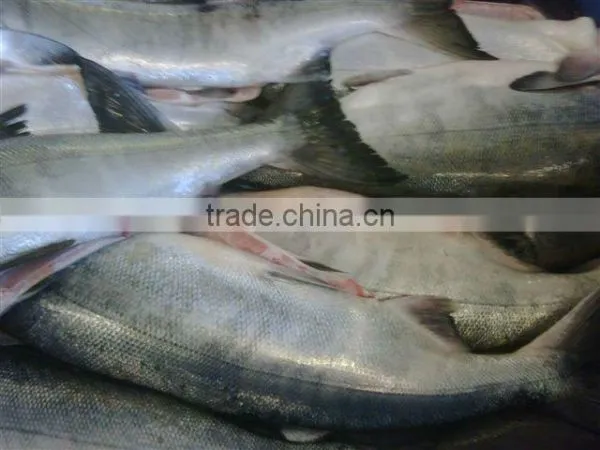 Chum Salmon