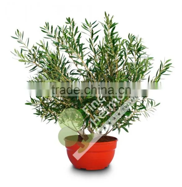 Olive Tree -Olea Europaea "Arbustivo - Bush" photo-2