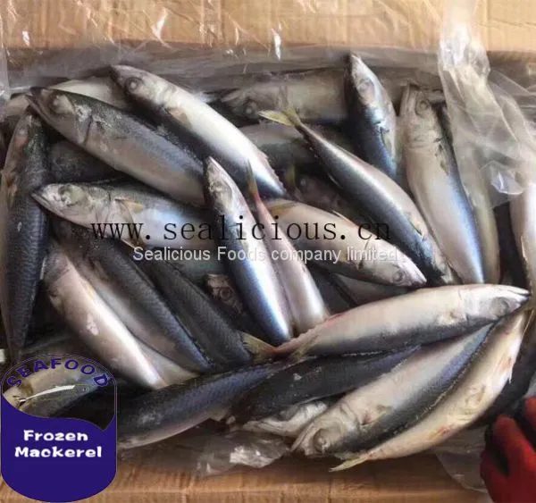 Fat Mackerel Frozen Mackerel 200-300g
