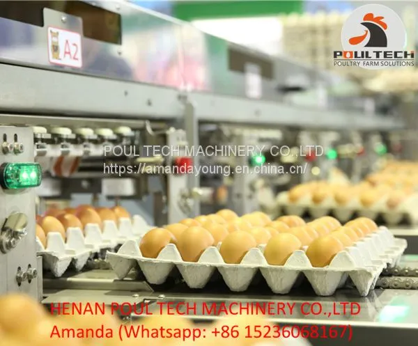 Egg Grading Machine