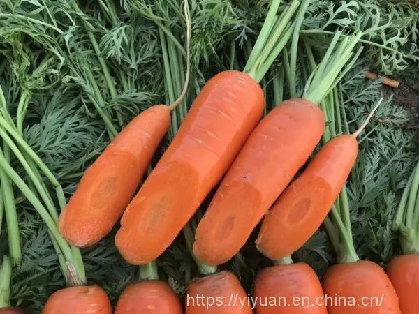 Семена гибридной моркови