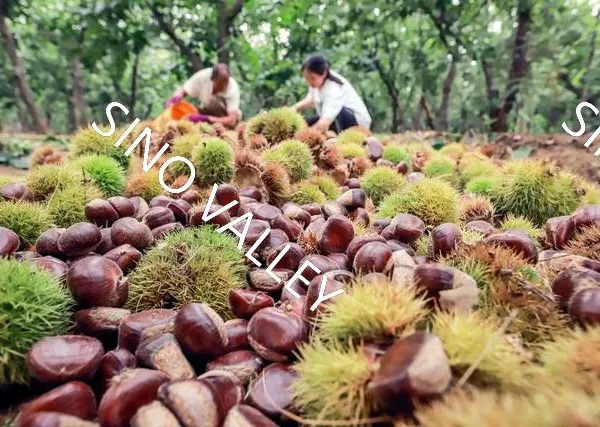 Bulk Fresh Raw Taishan Chestnuts Wholesale Leading China Exporter to Thailand Vietnam Organic Non-GMO Supplier Ecological Agriculture Japan Korea photo-2