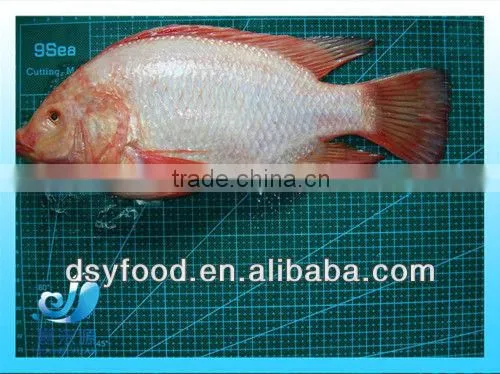 Frozen Fresh Red Tilapia Fish WR photo-2