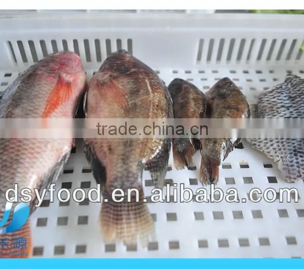 WR Frozen Black Tilapia photo-3