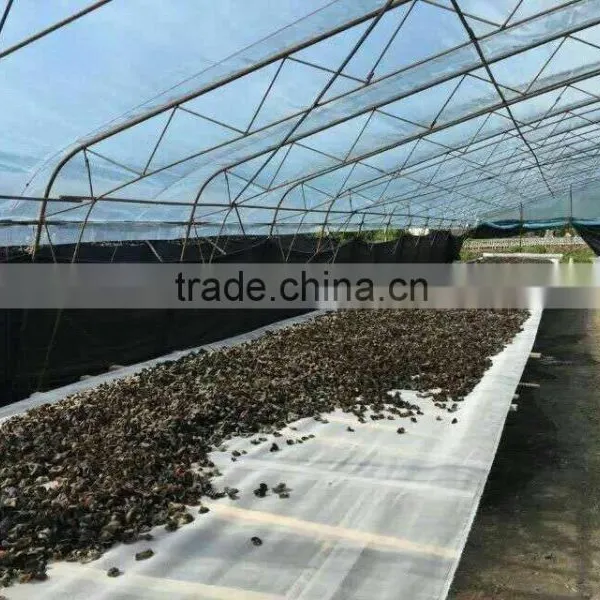 Dried Black Fungus photo-6