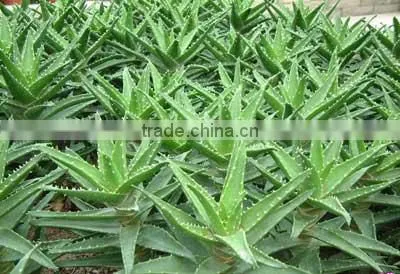 100% Pure Aloe Vera Gel photo-5