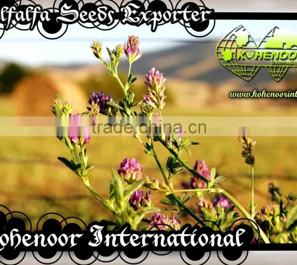 Top Quality Pakistan Kohenoor A1 Alfalfa Seed photo-2