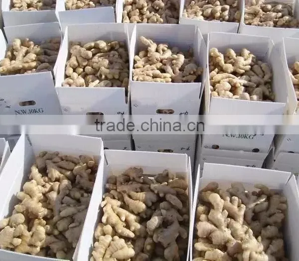 Bulk Fresh Ginger in Carton Package photo-2