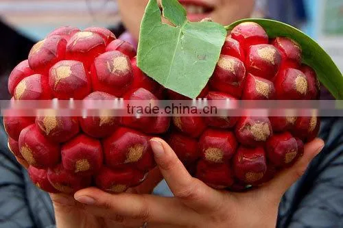 Kadsura Coccinea Fruiter Seeds for Growing photo-5