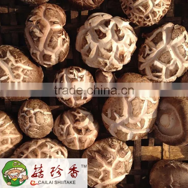 Shitake Mushroom Extract photo-4