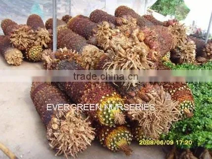 Cycas Revoluta