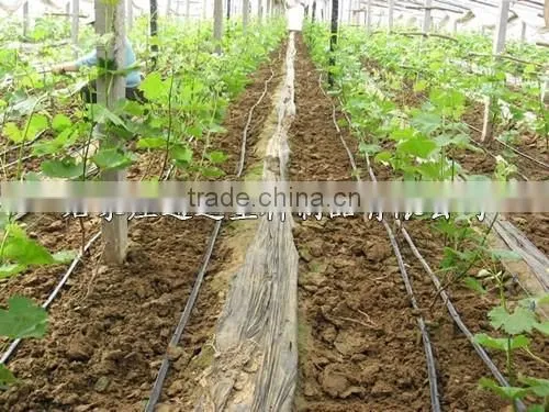 Inline Drip Lateral photo-4