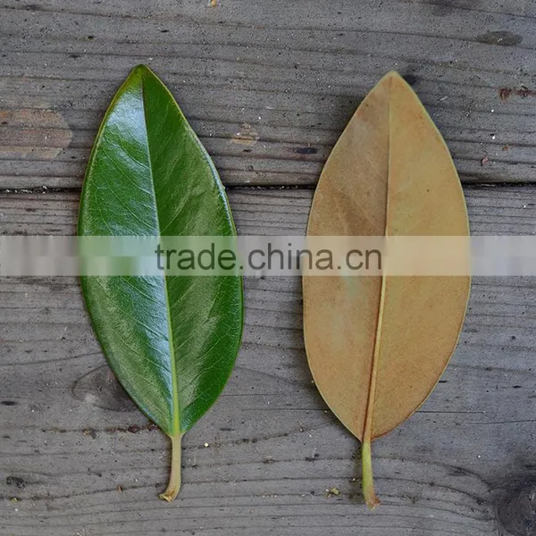 Real Preserved Magnolia Leaves Magnolia Branches for Export