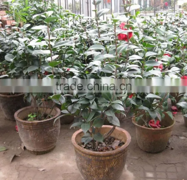 Camellia Japonica Tree Plant photo-4