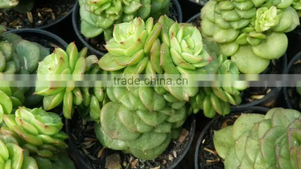 Decorative Plants Echeveria, Succulent Plants, Tropical Plants