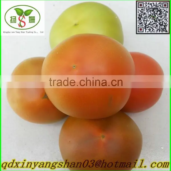 Fresh Tomato:Export Dedicated photo-3