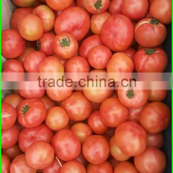 (HOT)Tomatoes!Tomatoes! Tomatoes Fresh! Red Tomatoes photo-3