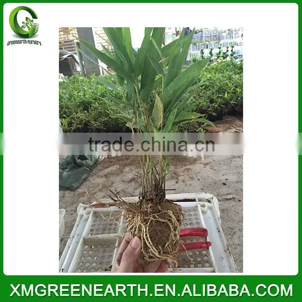 PHYLLOSTACHYS PUBESCENS -- Moso Bamboo Small Plant in Plastic Pots (3) photo-3