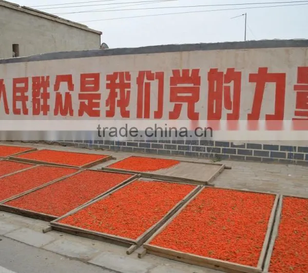 Preserved Goji in Ningxia photo-2