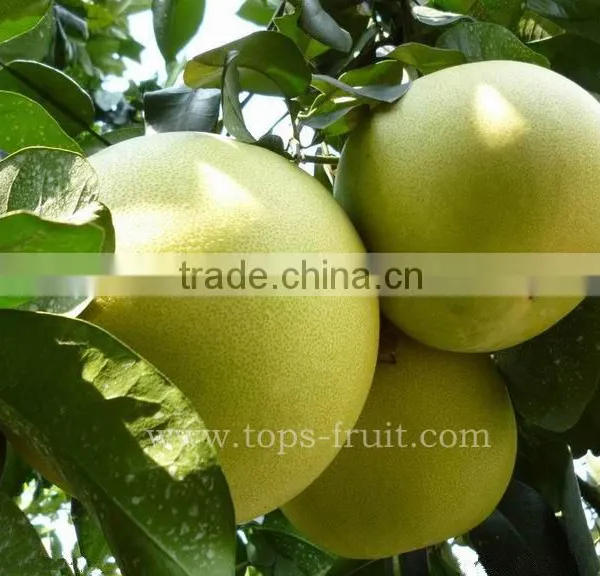 Honey Pomelo