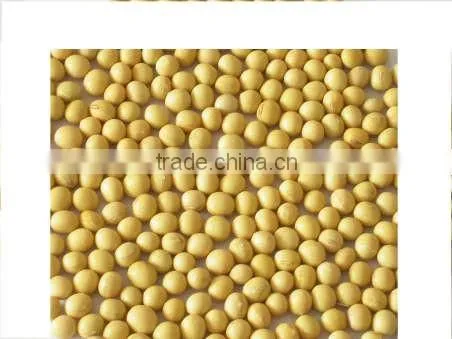 Soybean