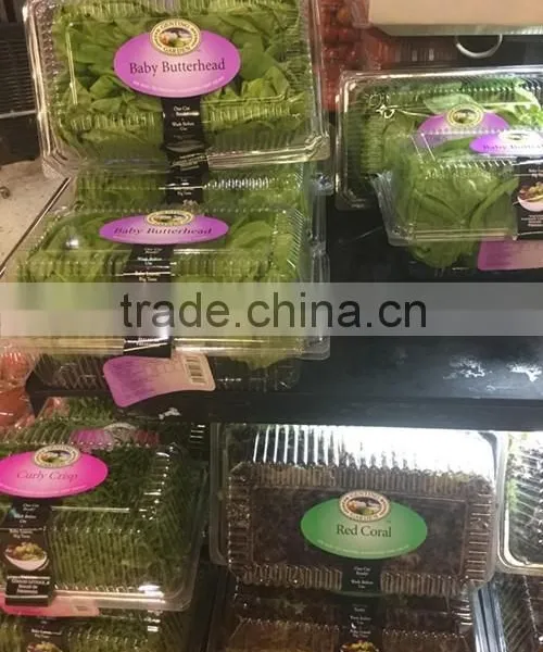 Good Quality High Pressure Vegetable Washing Machine photo-6