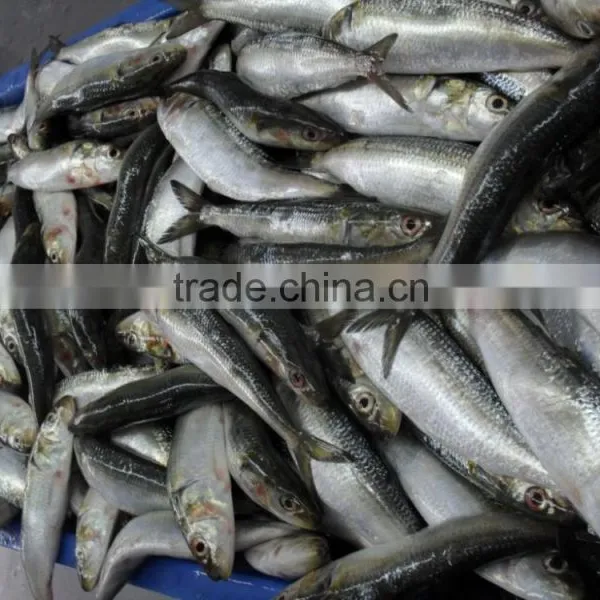 FROZEN SARDINE WHOLE ROUND photo-2