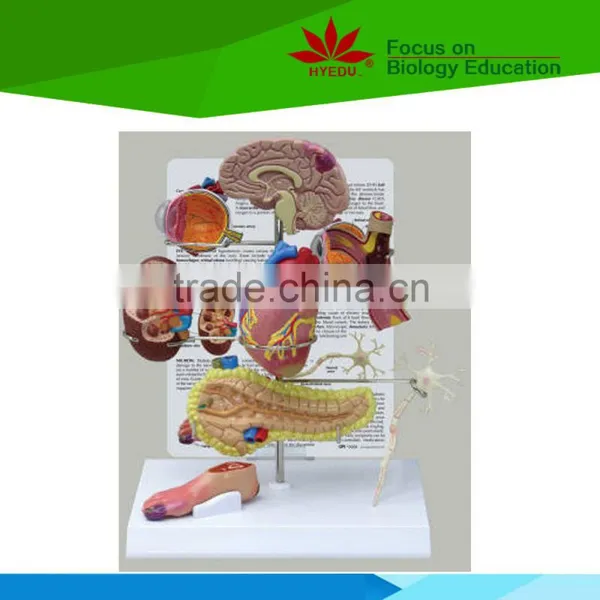Low Priced Human Cardiac Cycle and Size Cycle Electic Model photo-3