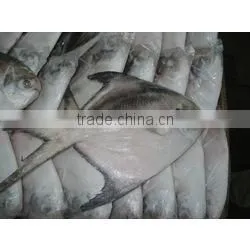 GRADE A Whole Round Frozen Golden/Black/silver Pomfret Fish photo-4