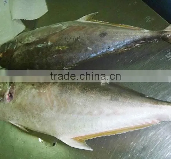 Whole Round Bigeye Trevally Frozen Fish