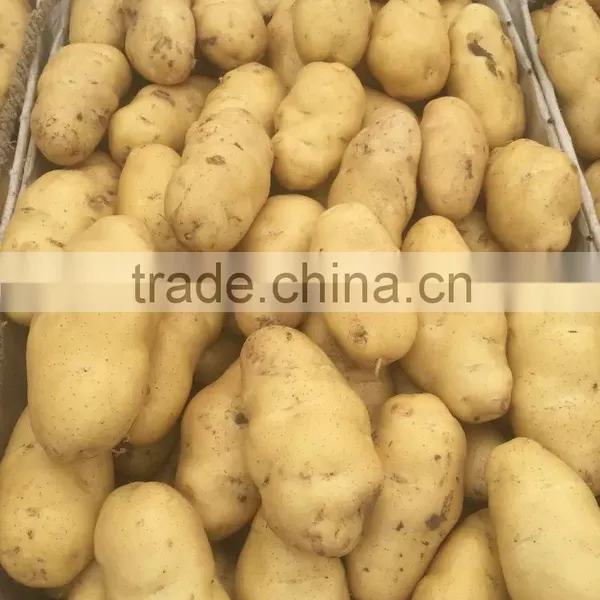 Good Quality Potato photo-2