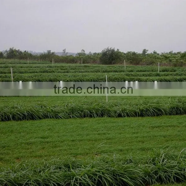 Chinese Hybrid Pennisetum Grass Seed photo-4