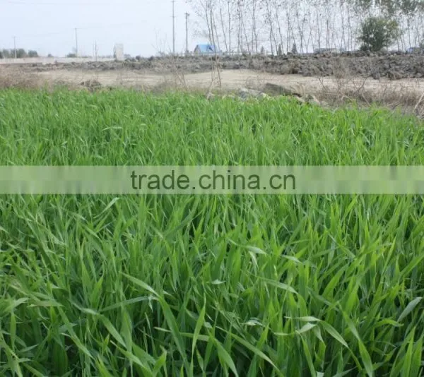 The Best Price Bulk Dried Barley Grass Powder photo-2