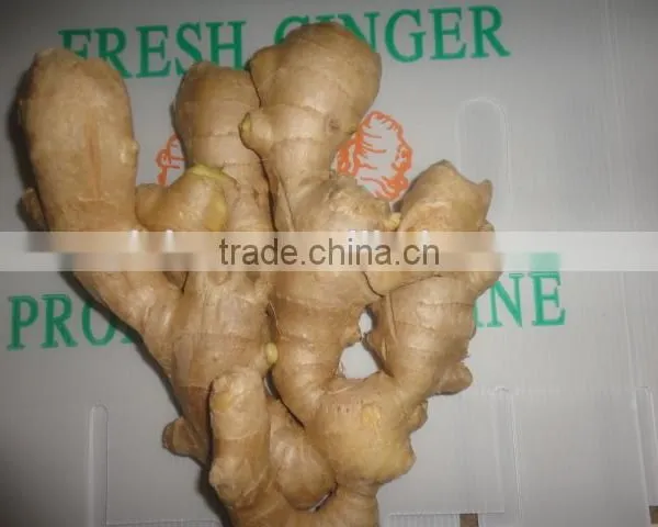 Fresh Air Dried Ginger photo-2