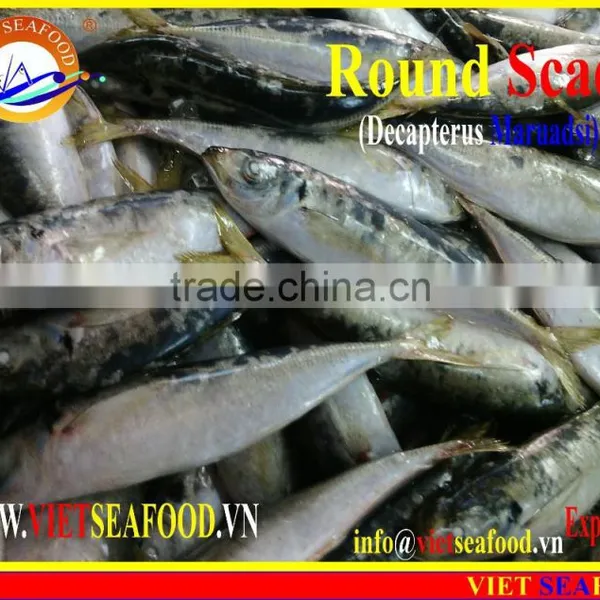 FROZEN WHOLE ROUND MARUADSI (ROUND SCAD) photo-6