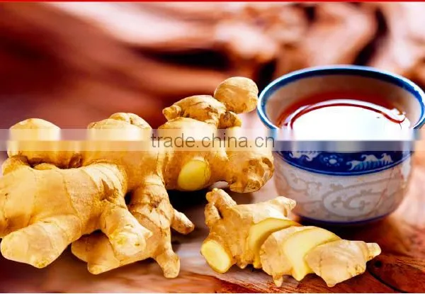 6g Wholesale Cheap Price Lemon Ginger Tea Manufacturer From China Supplier photo-5