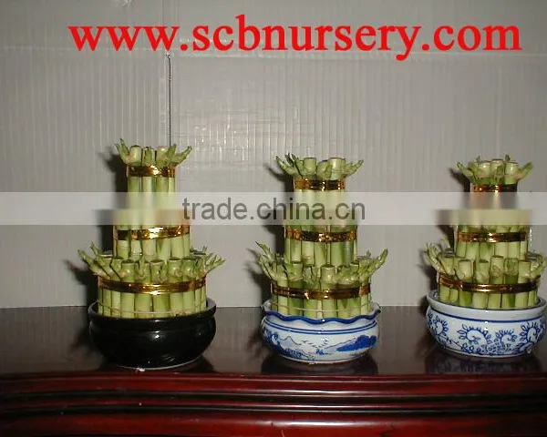 Lucky Bamboo Dracaena Sanderiana Tower