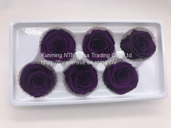 A Grade Fresh Cut Roses Preserved Flower From Ecuador Wholesale Longlasting Flower photo-5