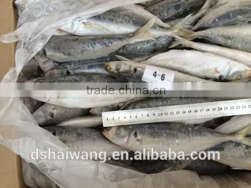 Frozen Whole Round Trachurus Japonicus With Size 40 - 60 Pcs / 10kg Ctn photo-6