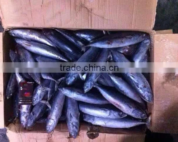 Whole Round Frozen Bonito Tuna Auxis Thazard photo-3