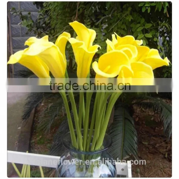 the Tipical Pura Color Fresh Cut Yellow Calla Lily Flower From China photo-3