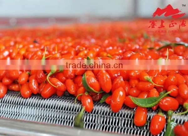 Haccp Dried Goji Berry photo-4