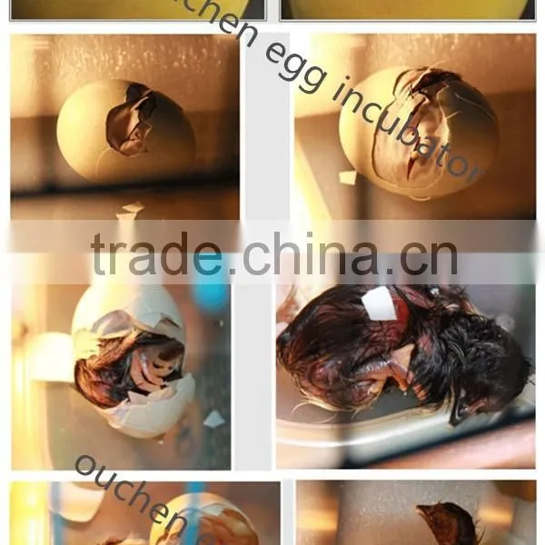 Ouchen Commericial Used 528 Poultry Hatching Machine Incubator for Sale photo-3
