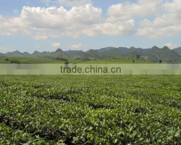 Green Tea in Moc Chau photo-3
