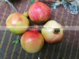 Fresh Pomegranate for Sales photo-2